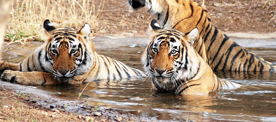bandhavgarh national park tiger