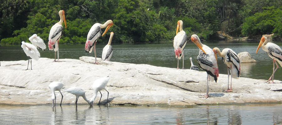 bharatpur bird sanctuary