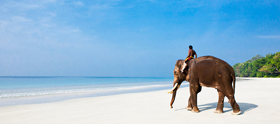 elephant beach havelock