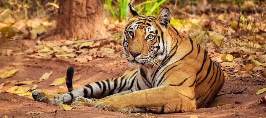 bandhavgarh national park tiger