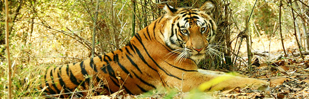 bandhavgarh national park