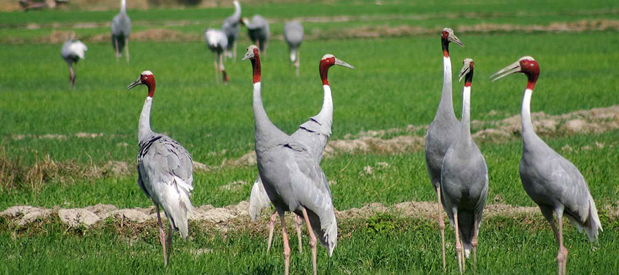 bharatpur bird century