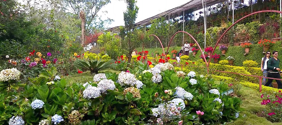 blossom garden munnar
