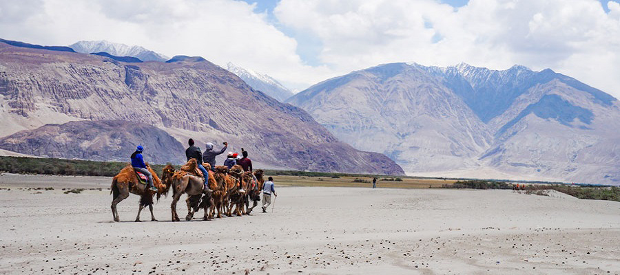 camel safari nubra valley