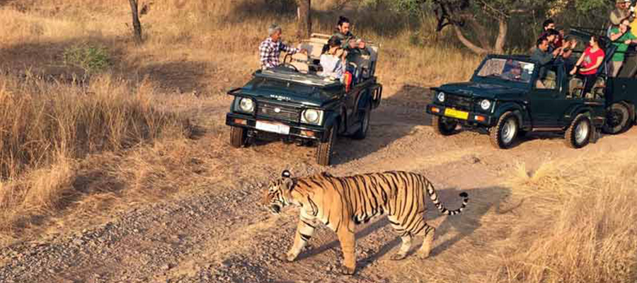 corbett jeep safari