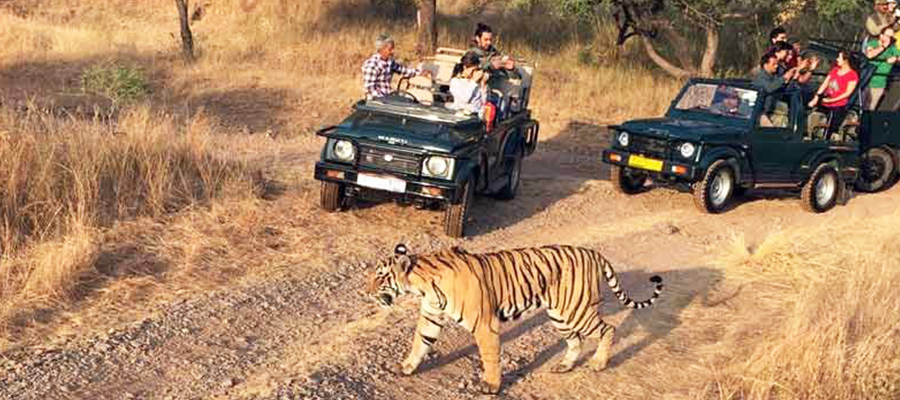 corbett national park
