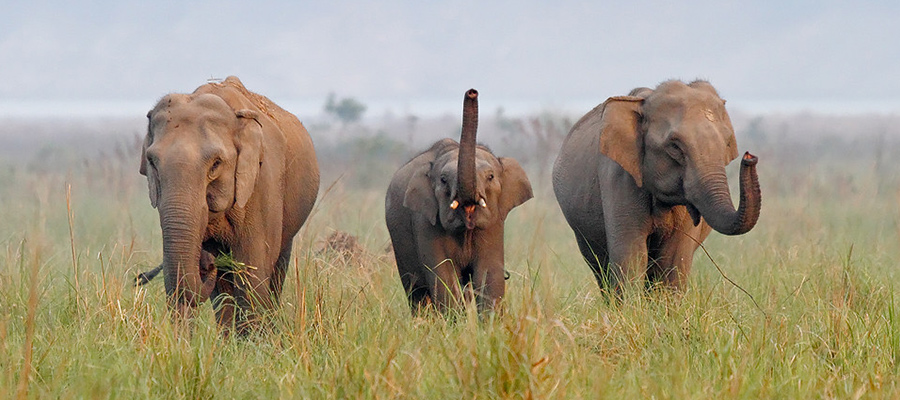 elephant corbett