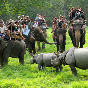 elephant safari