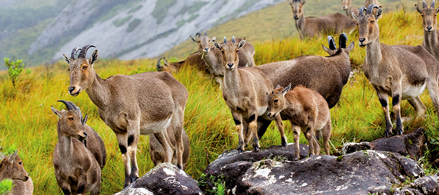 eravikulam national park