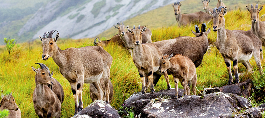 eravikulam national park