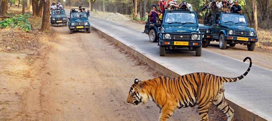 kanha national park