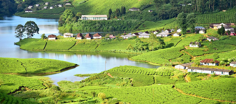 munnar tea