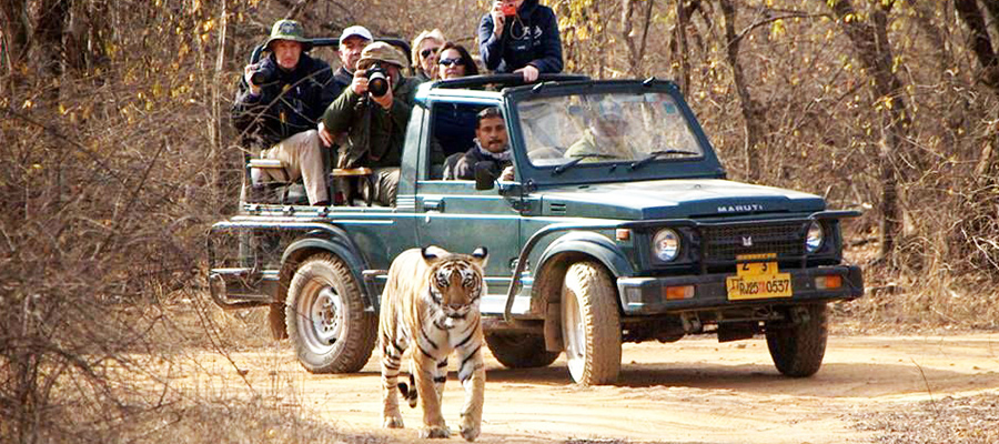 ranthambore national park