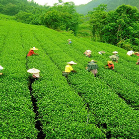 tea-garden