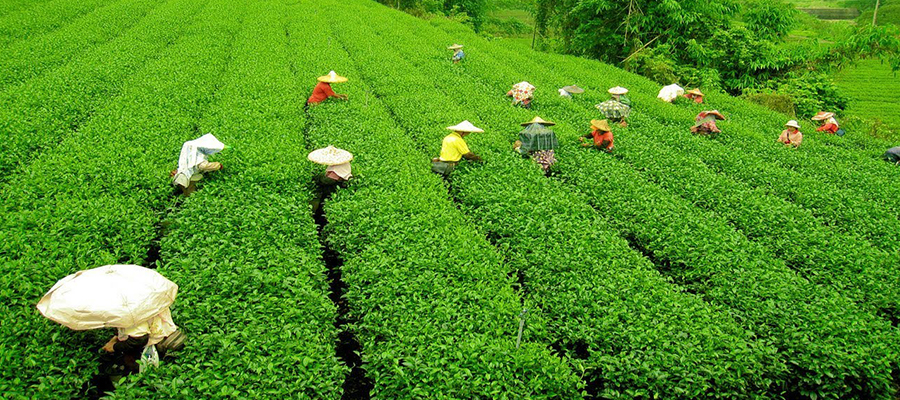 tea garden darjeeling