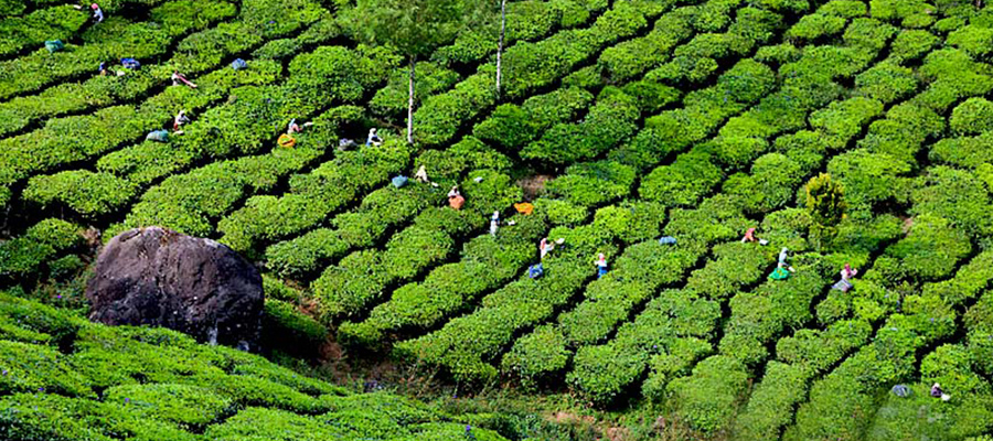 tea plantation Munnar