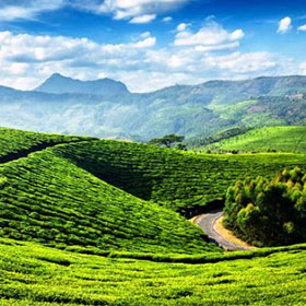 tea plantation