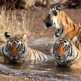 tiger reserv